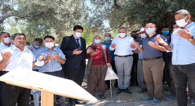 Mersin’de 3 zeytinin ”anıt ağaç” olarak tescillenmesinin sevinci yaşanıyor