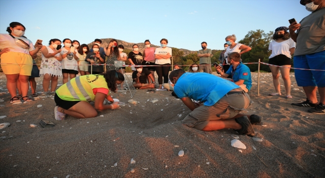 Antalya’da caretta caretta yavruları denizle buluşmaya başladı