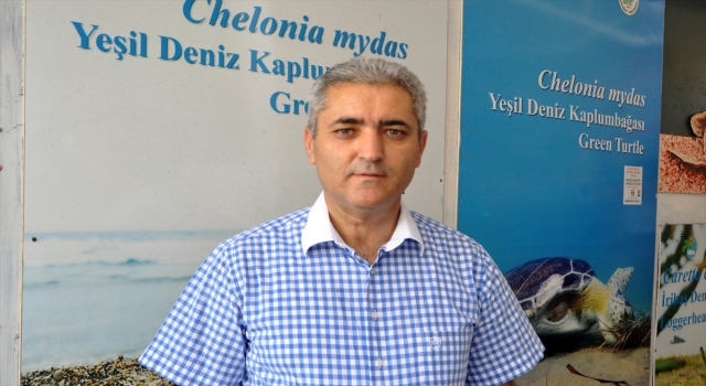 Caretta carettalara ev sahipliği yapan İztuzu Sahili’nde yuva sayısı 728’e ulaştı