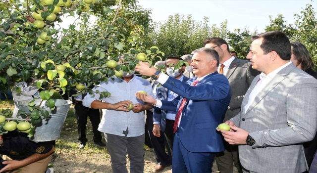 Vali Yazıcı, Korkuteli’nin ünlü karyağdı armudunun hasadına katıldı