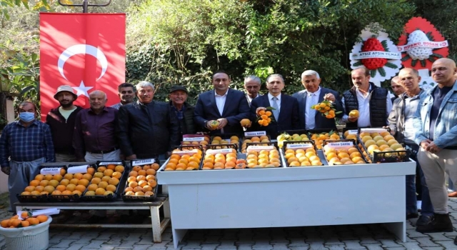 Mersin’de Trabzon hurmasının hasadı gerçekleştirildi