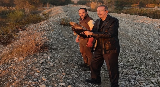 Osmaniye’de tedavisi tamamlanan kartal doğaya bırakıldı