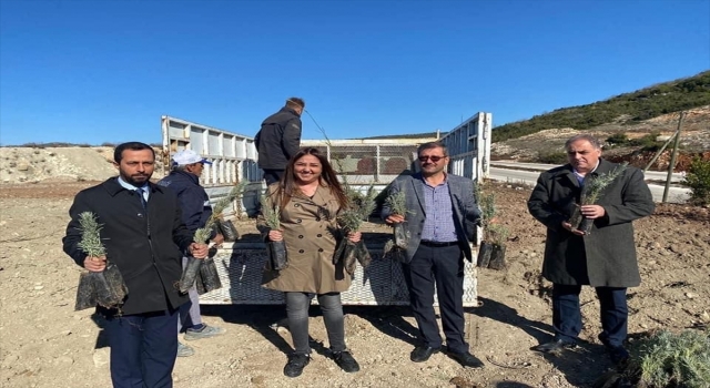 Yayladağı’nda 7 bin kök lavanta toprakla buluştu
