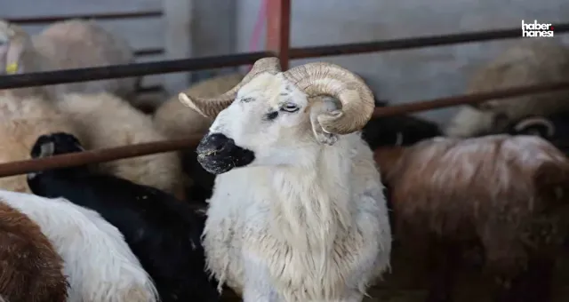 Kahramanmaraş Merkezde Kurbanlık Fiyatları Açıklandı! İşte Güncel Liste