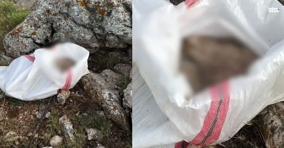 Kahramanmaraş’ta Tepki Çeken Olay! Elbistan’da Çuval İçinde Ölü Eşek Yavrusu Bulundu