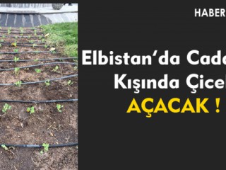 Elbistan Belediyesi “Kışında Çiçekler Solmasın”