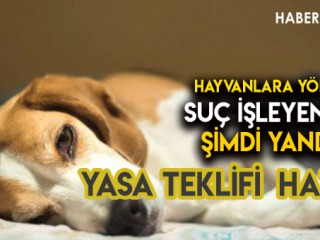 Hayvanseverlerin Beklediği Cezalar Çıkıyor !