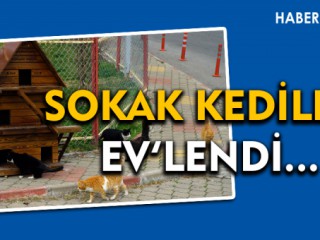 Kediler Evlendi !