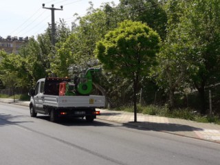 Kahramanmaraş'ta Ağaçlar İlaçlandı