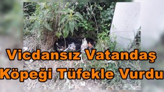 Vicdansız Vatandaş Köpeği Tüfekle Vurdu