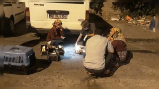 Yaralı Kediye Belediye Ekibi Müdahele Etti