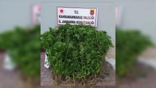 Kahramanmaraş'ta Onlarca Kök Hint Keneviri Ele Geçirildi