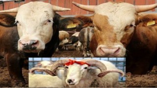 ONİKİŞUBAT İLÇESİ KURBANLIK SATIŞ VE KESİM YERLERİ
