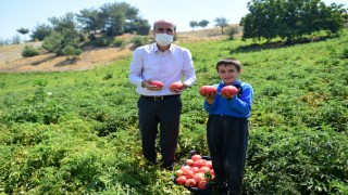 Bulanık Domatesi Her Geçen Gün Nam Salıyor