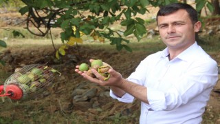 Efsus46 Cevizinin Hasadı Afşin'de başladı!