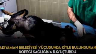 Karabaş Adlı Köpek Hayatına Kavuşturuldu