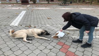 Kahramanmaraş Halkı Sokak Hayvanlarını Yalnız Bırakmadı