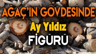 Son Dakika Haberleri : Kestiği Ağaçın Gövdesinden Ay Yıldız Figür’ü Çıktı