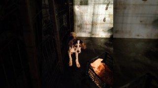Yoğun Kar Yağdı Mahsur Kalan Köpeği Ekipler Kurtardı