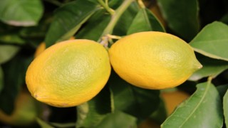 Limon Hasadı Sona Erdi