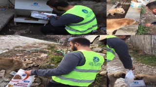 Ülkü Ocakları Sokak Hayvanlarına Mama Desteği Verdi