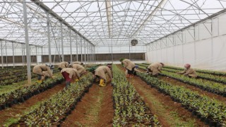 Büyükşehir'de Tarım Eğitimleri Başladı