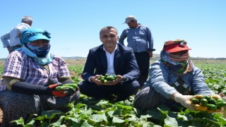Çiftçinin Yüzünü Güldüren Yadigar Tohumlar