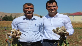 Kahramanmaraş Afşin Koçovası Sarımsağı Tescillendi
