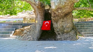 Kahramanmaraş'ta 812 Yaşındaki Çınarın Etrafında Meydan Yapıldı