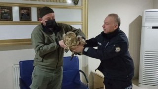 Kahramanmaraş'ta Yol Kenarında Yaralı Kızıl Şahin Bulundu