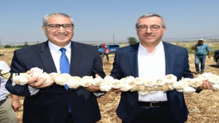 Başkan Güngör: “Tarım Ürünleri Üretiminde Potansiyelimiz Çok Yüksek”