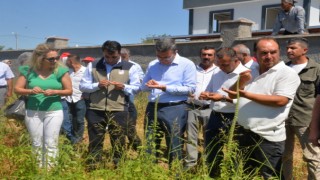 Kahramanmaraş Onikişubat İlçesinde Karabuğday Hasat Etkinliği Düzenlendi