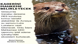 Yaz Kızım: Balıkların Ve Su Samurlarının Neslinin Tükenmesine...