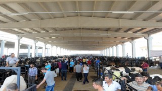 Canlı Hayvan Borsası’nda Padok Kiralama İşlemleri Başladı!