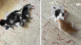 Kan Donduran Vahşet: 6 Kedi Yavrusunun Başı, Annelerinin Kuyruğu Kesilerek Katledildi!
