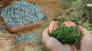Mis Kokulu ve Şifa Deposu: Dağ Kekiği ve Çayının Faydaları!