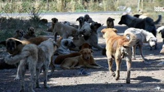 AK Parti’den Yeni Teklif: Sahipsiz Sokak Köpeklerinin Uyutulması Gündemde