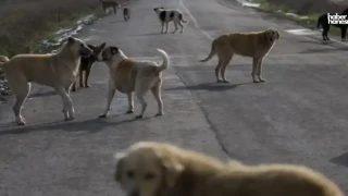 Kahramanmaraş’ta Sokak Köpekleri Çiftliğine Saldırdı: 245 Hayvan Telef Oldu!