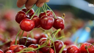 'Meyvenin Kraliçesi' Kirazın Sağlığa Faydaları Saymakla Bitmiyor! Şekeri Düşürüyor, Beyni Geliştiriyor!