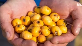 Vitamin Deposu Alıç Sirkesinin Faydaları, Alıç Sirkesi Tarifi