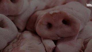 Aydın'da Domuz Eti Skandalı: Satışa Hazırken Yakalandı!