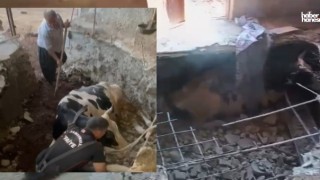 Kahramanmaraş'ta Bodruma Sıkışan Hayvan İtfaiye Ekiplerince Kurtarıldı!