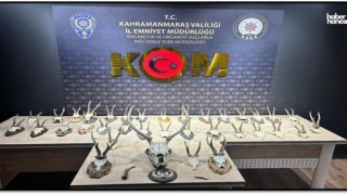 Yasa Dışı Avcılığa Karşı Kahramanmaraş’ta Büyük Baskın: Kaçak Karaca ve Geyik Trofeleri Yakalandı