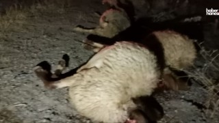 Kahramanmaraş'ta Koyun Sürüsüne Çarpan Otomobil 7 Koyunu Telef Etti!