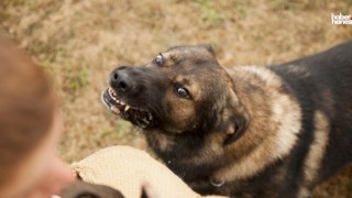 Kahramanmaraş'ta Sahipsiz Köpek Saldırısı: Öğrenci Market'e Kaçtı!