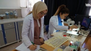 Kahramanmaraş'ta Halk Sağlığı İçin Sivrinek Türleri Laboratuvarda İnceleniyor!