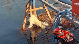 Kahramanmaraş'ta Su Kanalına Düşen Köpek İtfaiye Tarafından Kurtarıldı!