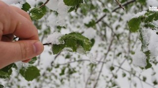 Kahramanmaraş’a Zirai Don Uyarısı: Çiftçiler Dikkatli Olmalı!
