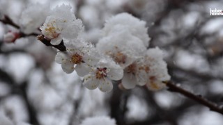 Meteoroloji’den Zirai Don Uyarısı: Çarşamba Gecesi Etkili Olacak