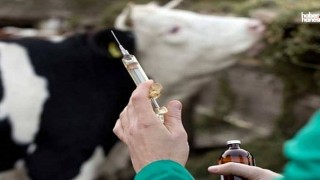 Kahramanmaraş Elbistan’da Şap Tedbiri: Ticaret Durduruldu, Karantina Başladı